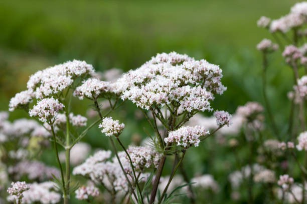 Valerian Valerian