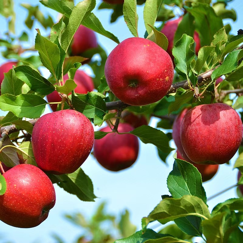 Organic Apple Juice Powder Organic Apple Juice Powder